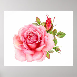 Affiche Watercolor illustration of a delicate pink rose wi