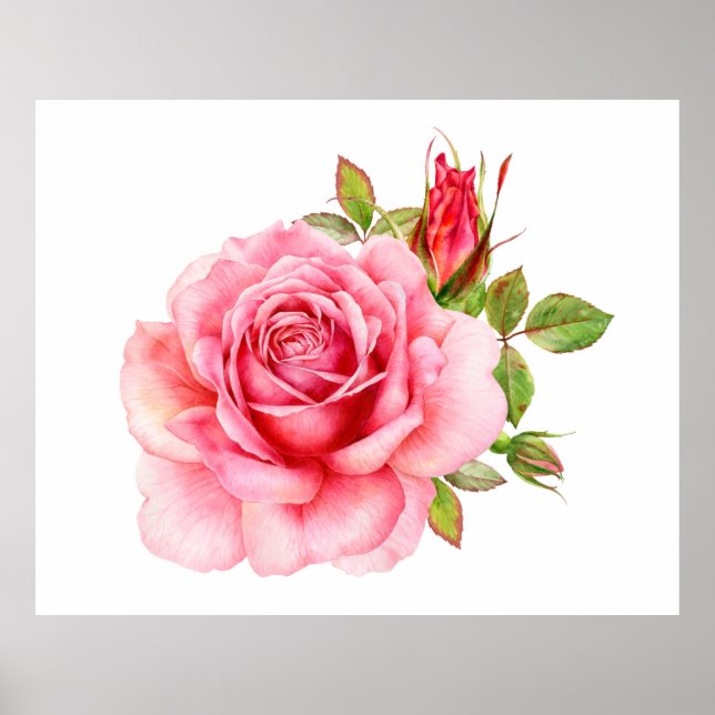 Affiche Watercolor illustration of a delicate pink rose wi (Devant)