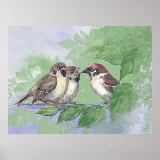 Affiche Watercolor Mother Sparrow Feeding Chicks (Devant)