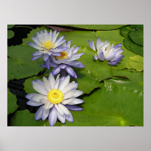 Affiche waterlilly