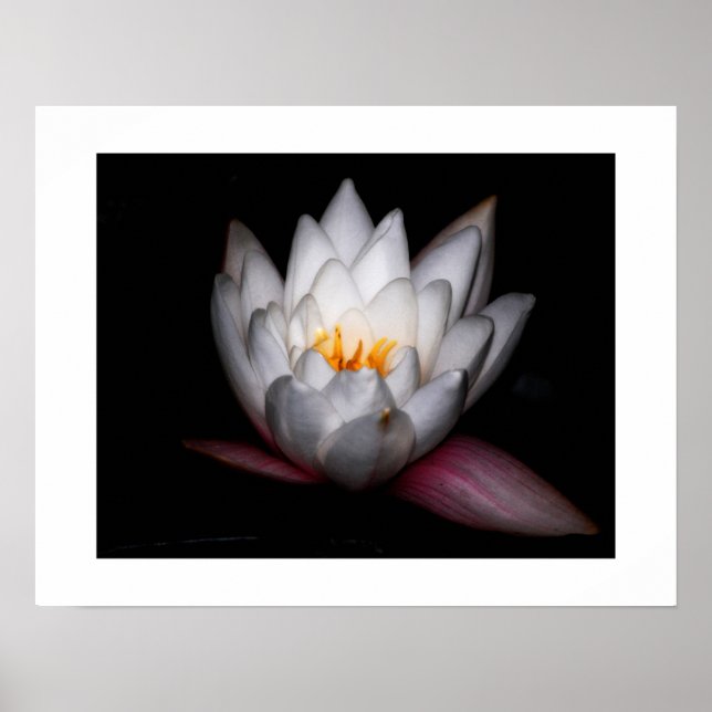 Affiche Waterlilly (Devant)