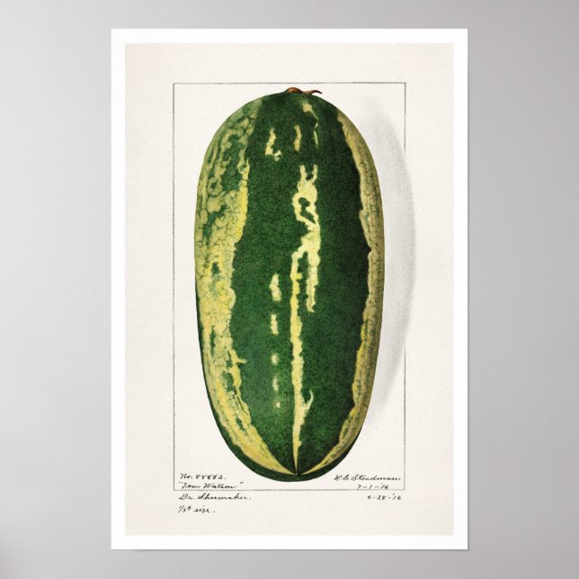 AFFICHE "WATERMELON" BOTANIQUE AMANDA ALMIRA NEWTON (Devant)