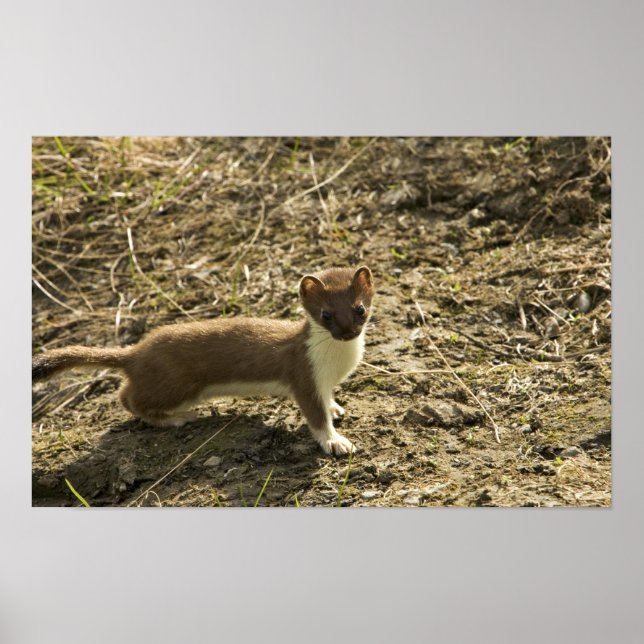 Affiche Weasel, à queue courte (Devant)