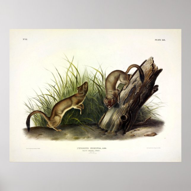 Affiche Weasel blanc (Stoat, Ermine) par Audubon (Devant)