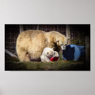 Affiche Wee Hamish the Polar Bear Cub