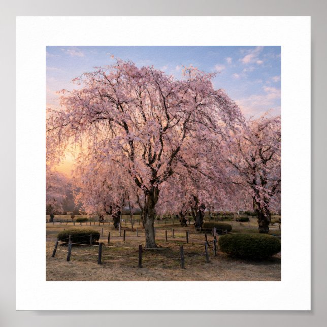 Affiche Weeping Cherry Blossom at Sunset – Art Print (Devant)