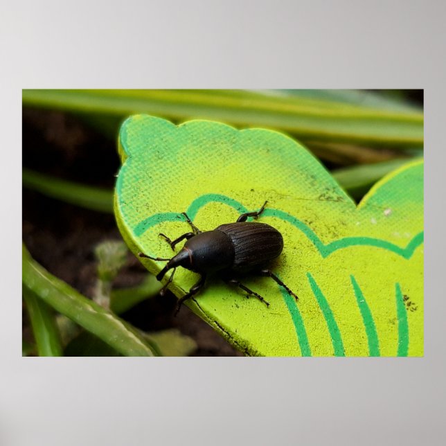 Affiche Weharm, Beetles, Curculionoidea, Bug (Devant)