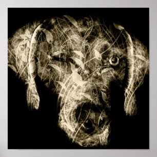 Affiche weimaraner