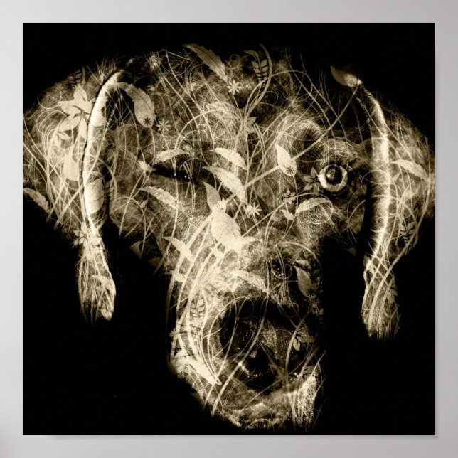 Affiche weimaraner (Devant)