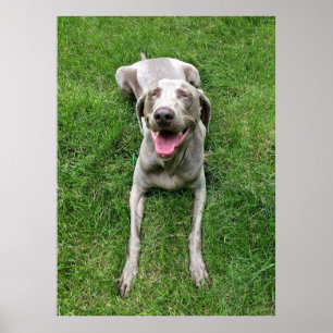 Affiche Weimaraner
