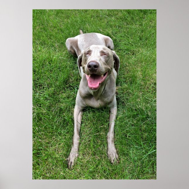 Affiche Weimaraner (Devant)