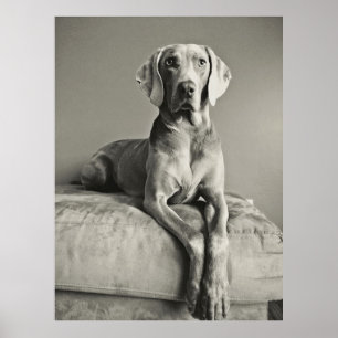 Affiche Weimaraner