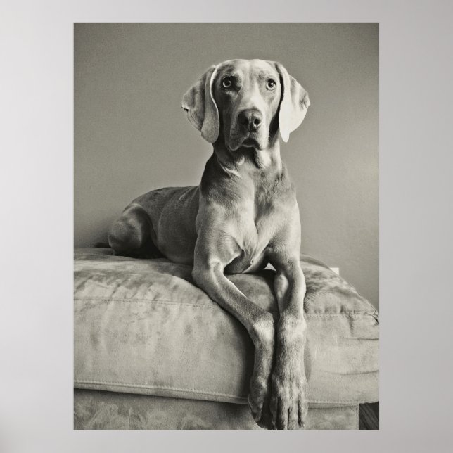 Affiche Weimaraner (Devant)