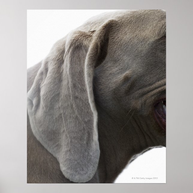 Affiche Weimaraner 3 (Devant)