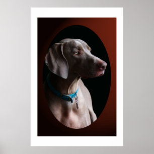Affiche Weimaraner dans la lumière de matin