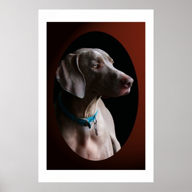 Affiche Weimaraner Dans La Lumière Du Matin (Devant)
