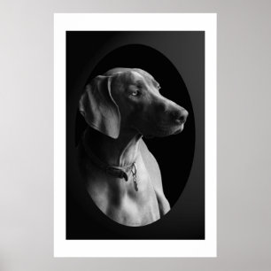 Affiche Weimaraner Dans La Lumière Du Matin (Noir Et Blanc