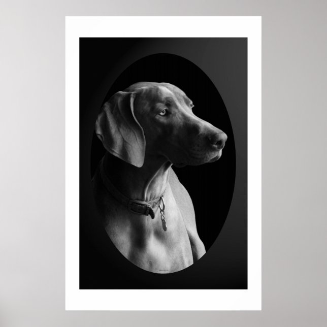 Affiche Weimaraner Dans La Lumière Du Matin (Noir Et Blanc (Devant)