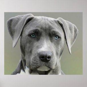 Affiche Weimaraner Gris Chasse Chien