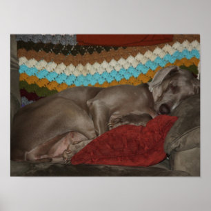 Affiche Weimaraner Snooze