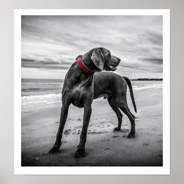 Affiche Weimaraner sur plage Imprimer (Devant)