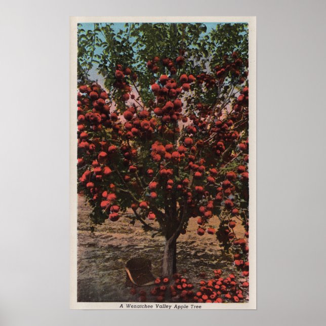 Affiche Wenatchee, WAA Wenatchee Valley Apple Tree (Devant)