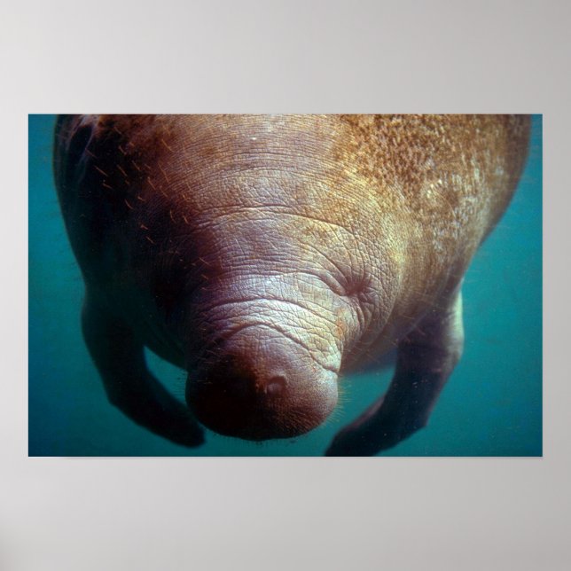 Affiche West Indian (Florida) Manatee-underwater (Devant)