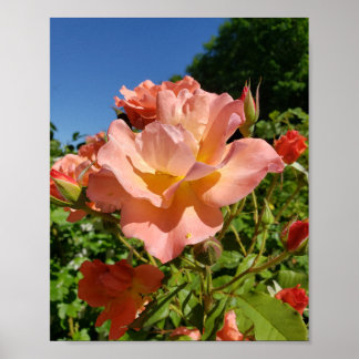 Affiche Westerland Rose Coral