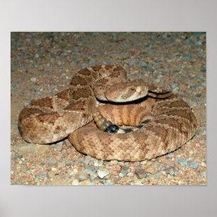Affiche Western Diamondback Rattlesnake