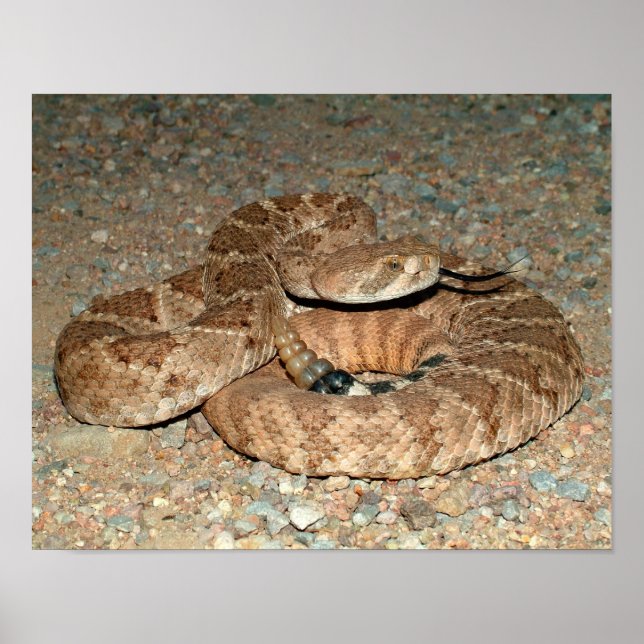 Affiche Western Diamondback Rattlesnake (Devant)