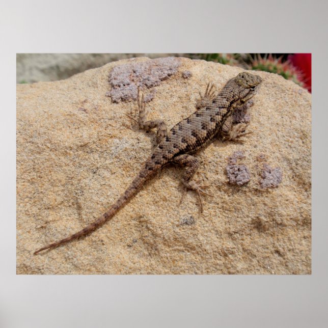 Affiche Western Fence Lizard (Devant)