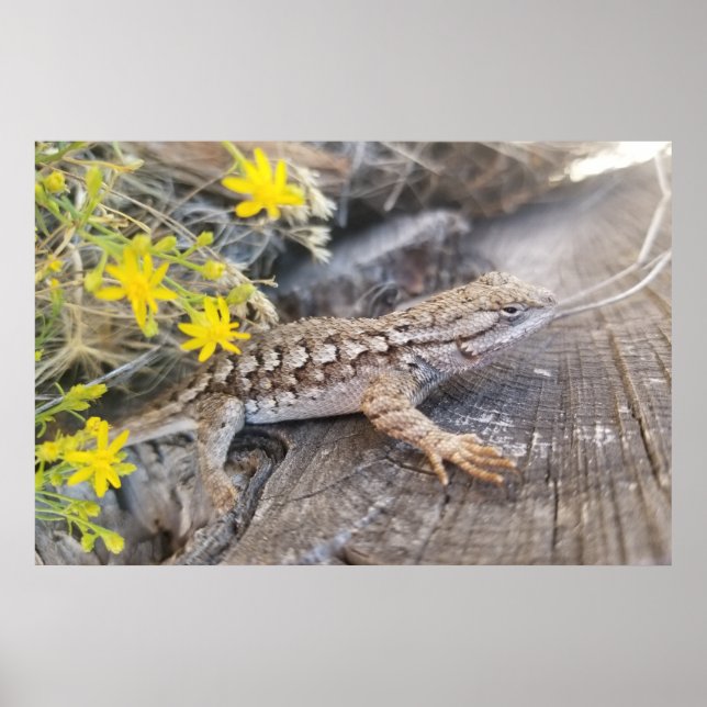 Affiche Western Fence Lizard (Devant)