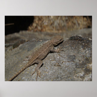 Affiche Western Fence Lizard