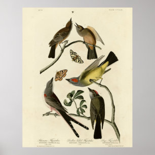Affiche Western Kingbird, etc - Audubon's Birds of America