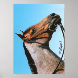 Affiche Western Quarter Horse