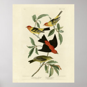 Affiche Western, Scarlet Tanagers Audubon Birds of America