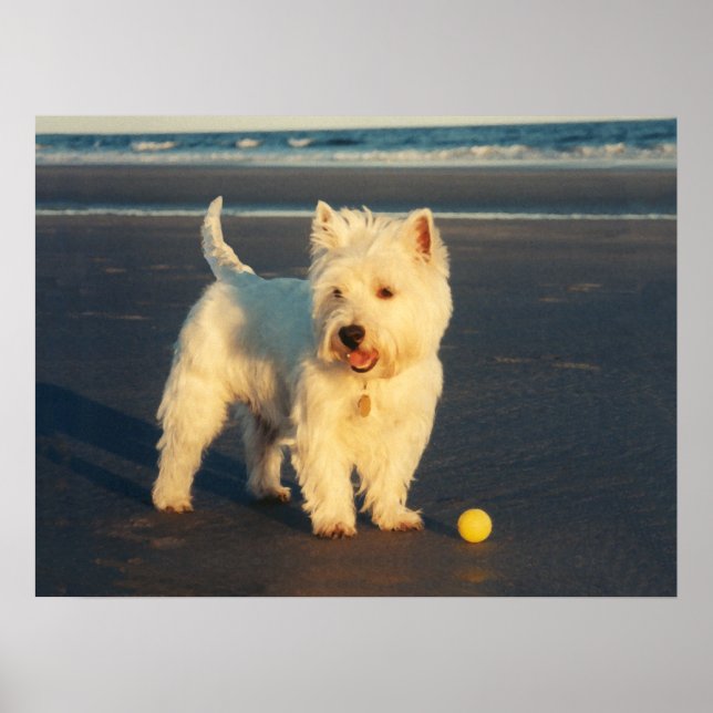 Affiche Westie avec un ballon jaune (Devant)