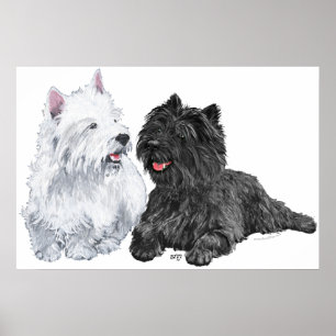 Affiche Westie avec un Cairn Terrier noir