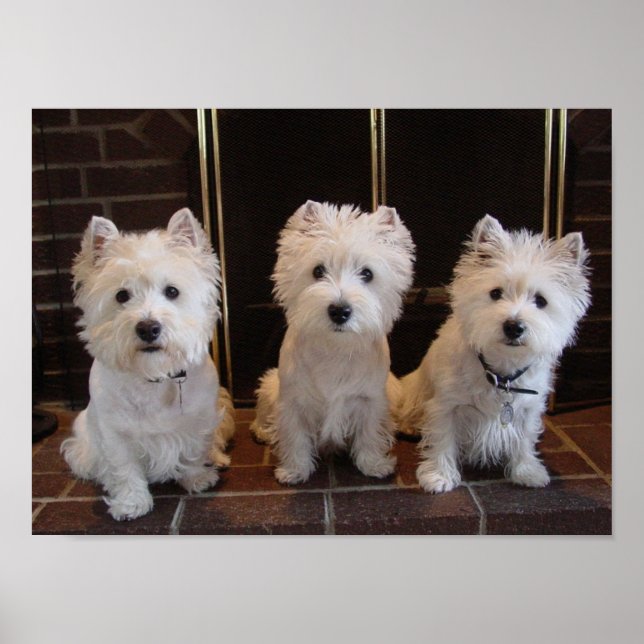 Affiche Westie Girl Trio (Devant)