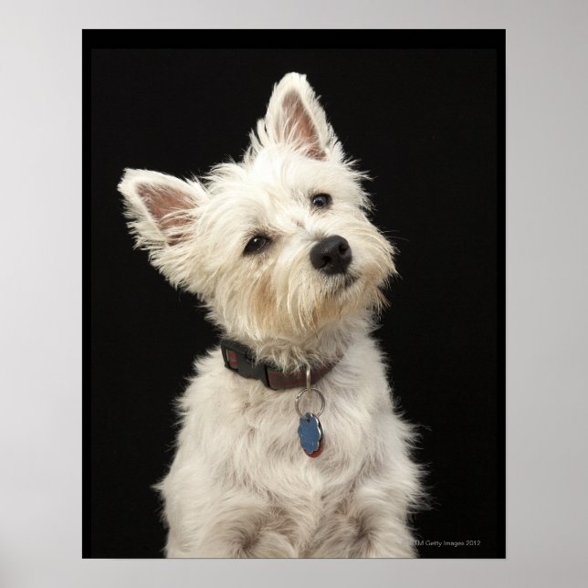 Affiche Westie (West Highland terrier) avec col (Devant)
