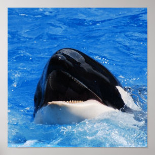 Affiche Whale Sounds