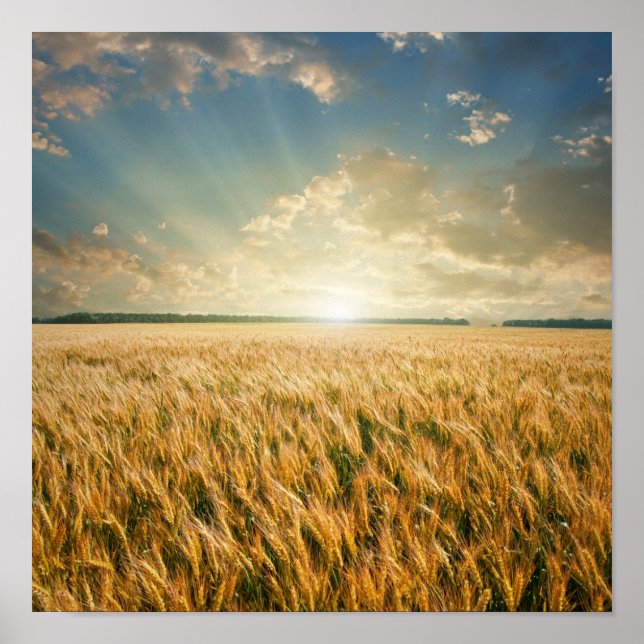 Affiche Wheat field on sunset (Devant)