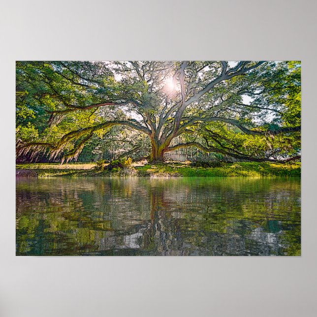 Affiche Where The Willow Tree Grows (Devant)