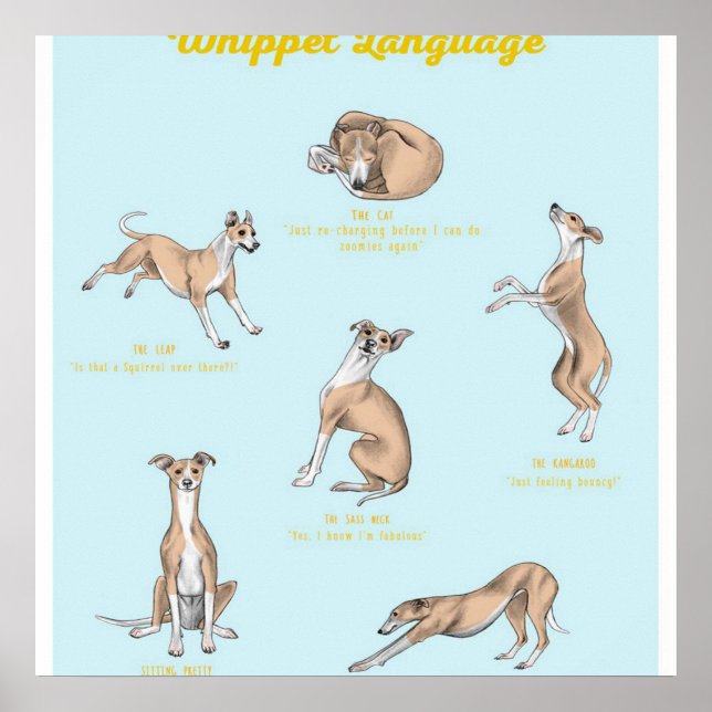 Affiche Whippet language | Whippet Canvas (Devant)