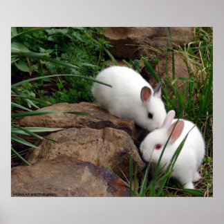 Affiche Whisper de lapin