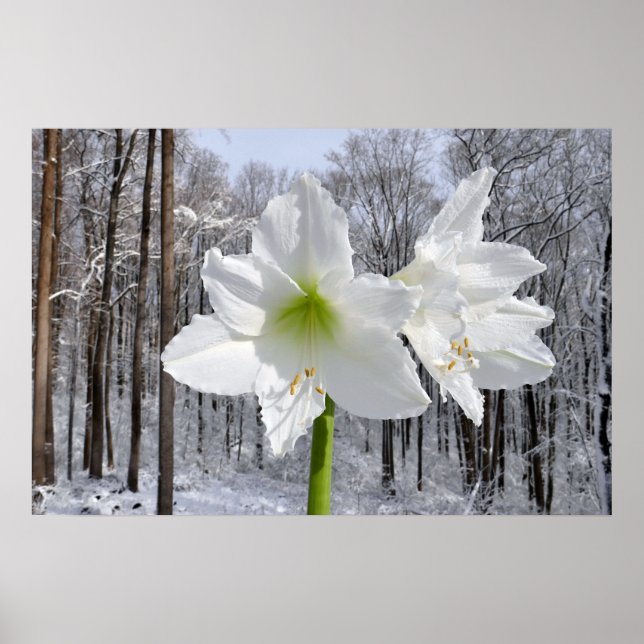 Affiche White Amaryllis and Snow I (Devant)