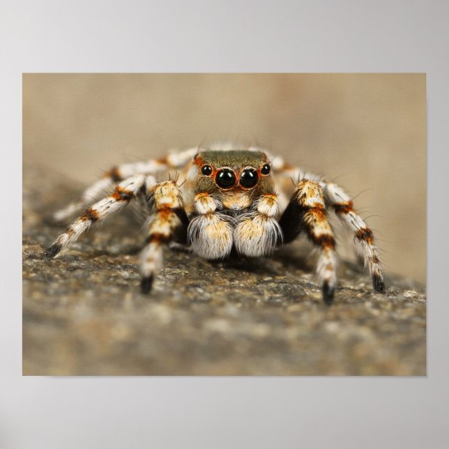 Affiche White and Orange Jumping Spider (Devant)