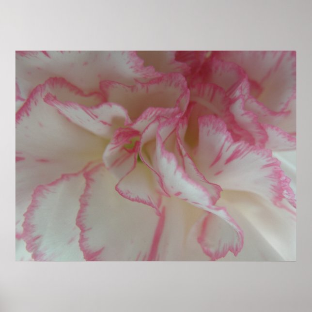 Affiche White and Pink Carnation Print (Devant)