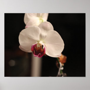 Affiche White and Pink Orchid Flower Photo