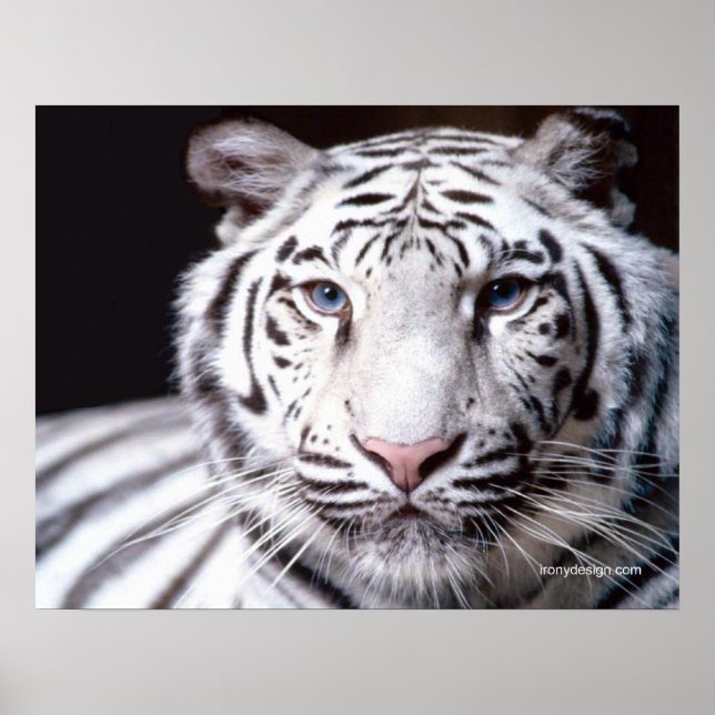 Affiche White Bengal Tiger Photographe (Devant)